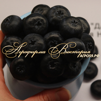 Голубика "ДАРК НАЙТ" ("Dark Night", Темная Ночь, Новая Зеландия) (КРУПНОМЕР! ОГРОМНЫЙ КУСТ, В ПЛОДОНОШЕНИЕ ВСТУПАЕТ НА СЛЕДУЮЩИЙ ГОД ПОСЛЕ ПОСАДКИ Голубика "ДАРК НАЙТ" ("Dark Night", Темная Ночь, Новая Зеландия) (КРУПНОМЕР! ОГРОМНЫЙ КУСТ, В ПЛОДОНОШЕНИЕ ВСТУПАЕТ НА СЛЕДУЮЩИЙ ГОД ПОСЛЕ ПОСАДКИ